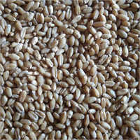 Brown Indian Wheat Grain
