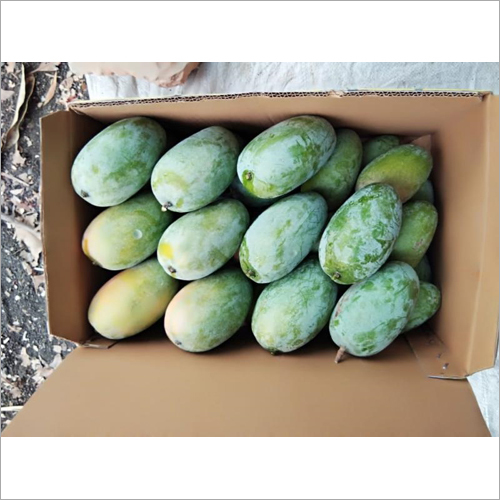 Fresh Mango Fruit