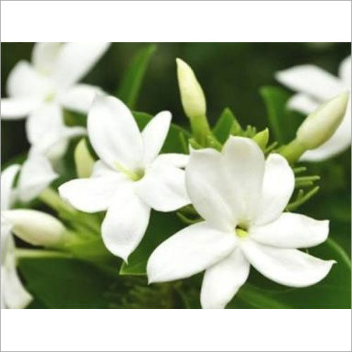 White Jasmine Aroma Oil Age Group: All Age Group