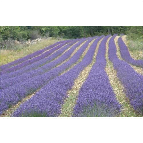 Fresh Lavender Aroma Oil Age Group: Old Age