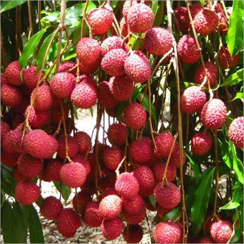 Red Fresh Litchi