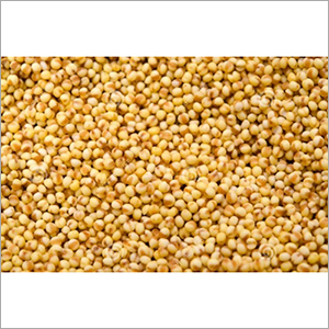 Yellow Foxtail Millet