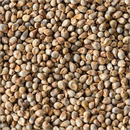 Organic Pearl Millet