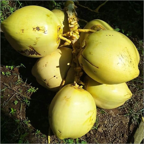 Green Raw Coconut