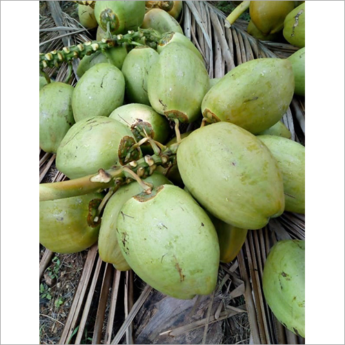 Common Green Coconut