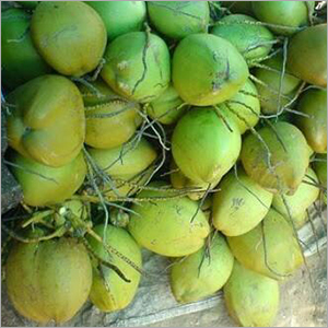 Green Tender Coconut