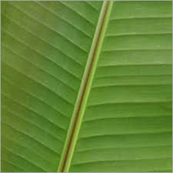 Banana Leaves