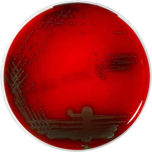 COLUMBIA CNA MOD. AGAR (Sheep blood 5%)