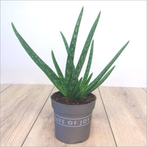 Green Aloe Vera Plant
