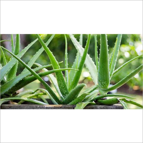 Aloe Vera Baby Plant
