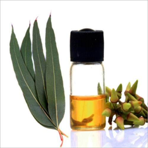 Natural Eucalyptus Oil - Glass Bottle, 10ml, Yellow | Pure Eucalyptus, Therapeutic Benefits, Respiratory Relief, Muscle Relaxation