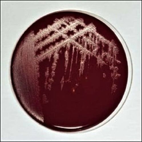 Clostridium Agar (Sheep Blood 5%) Application: Na