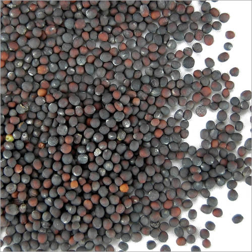 Brown Cabagge Seeds