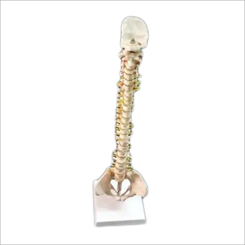 Mini Spinal Column 40 Cms. Models