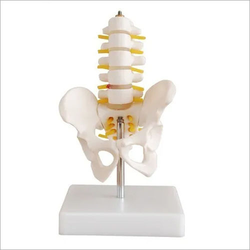 Pelvis With 5 Pcs Lumbar Vertebrae