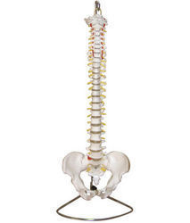 Vertebral Column With Pelvis Model