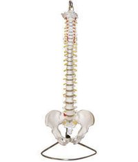 Human Spine Models