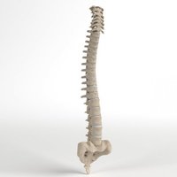 Modelo humano da coluna do Spine