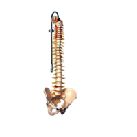 Modelo humano do Spine