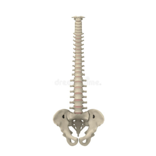 Human Spine With Pelvis Model