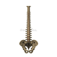 Human Spine With Pelvis Model