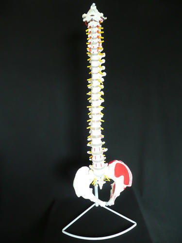 Human Vertebral Column With Pelvis Model