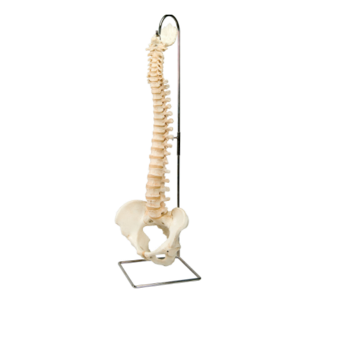 Spine Vertebral Column Model