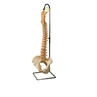 Modelo Vertebral da coluna do Spine