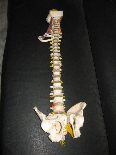 Super Deluxe Spine Model