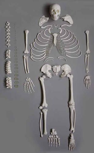 Disarticulated Life Size Skeleton Models