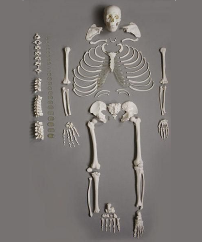Disarticulated Bone Set Model