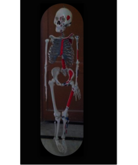 Human Skeleton System