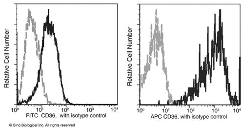 CD36 Monoclonal Antibody