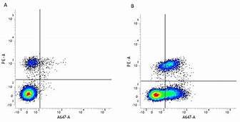 CD54 Monoclonal Antibody