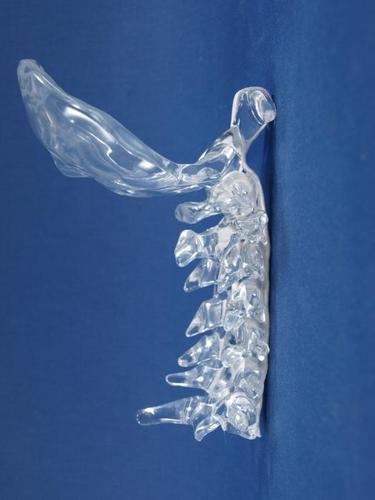 Clear Cervical Model