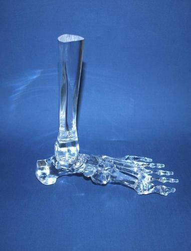 Fiber Transparent Foot Model