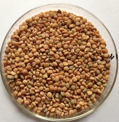 Guar Gum Seeds - Raw High-Gum Content | Natural Stabilizer Thickener Emulsifier Quality Tested