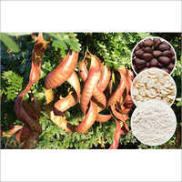 Locust Bean Gum - Micronized, Off-white | Thickening Agent, Emulsion Stabilizer, Flavor Enhancer, Vegan, Natural, Plant-based, Fiber-rich