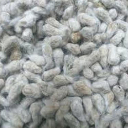 Grey Raw Cotton Seed