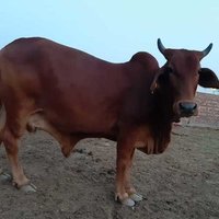 Sahiwal brown Cow