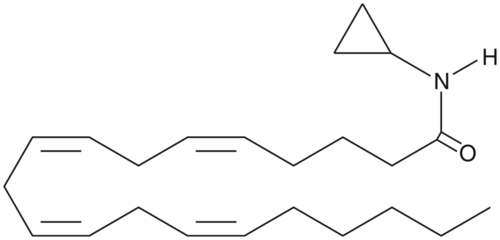 Arachidonoyl Cyclopropylamide