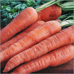 Fresh Carrot