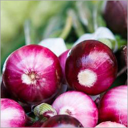 Fresh Onion