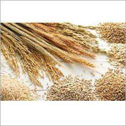 Cereals Grain