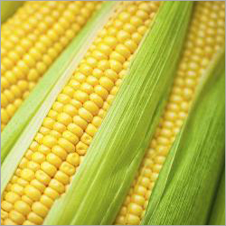 Yellow Maize - Size 15-20cm Color Yellow Moisture 14% | High Yield Nutrient Rich Versatile Use Food Grade Easy Storage