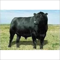 Beef Cattle Feed
