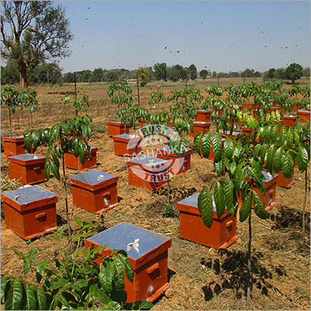 Bee Box