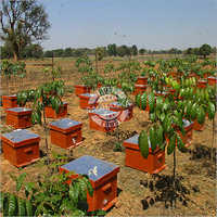 Bee Box