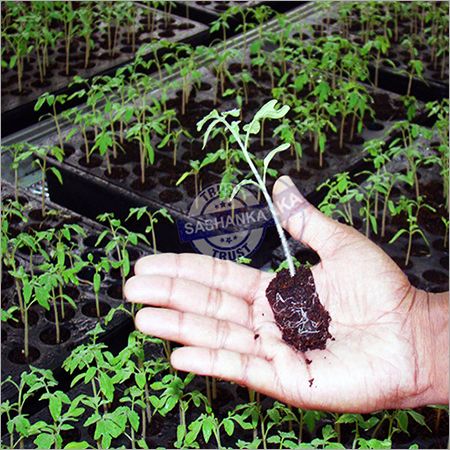 Plug Tray & Germination Tray