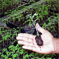 Plug Tray & Germination Tray